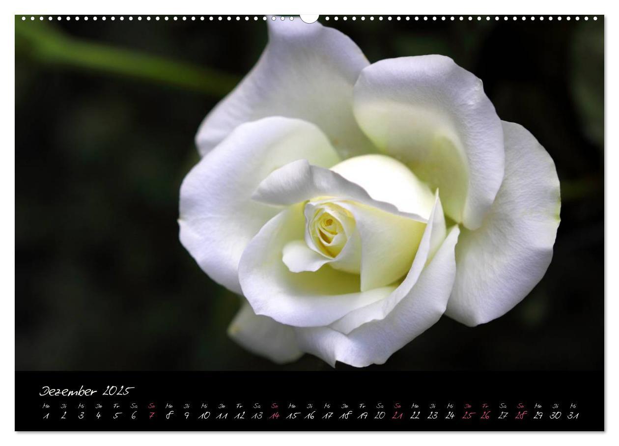 Bild: 9783435658688 | Rosen Romanze - Visuelle Musik (Wandkalender 2025 DIN A2 quer),...