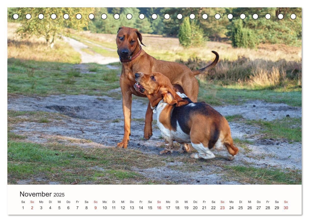 Bild: 9783435473816 | Rhodesian Ridgeback Schönheit aus Afrika (Tischkalender 2025 DIN A5...