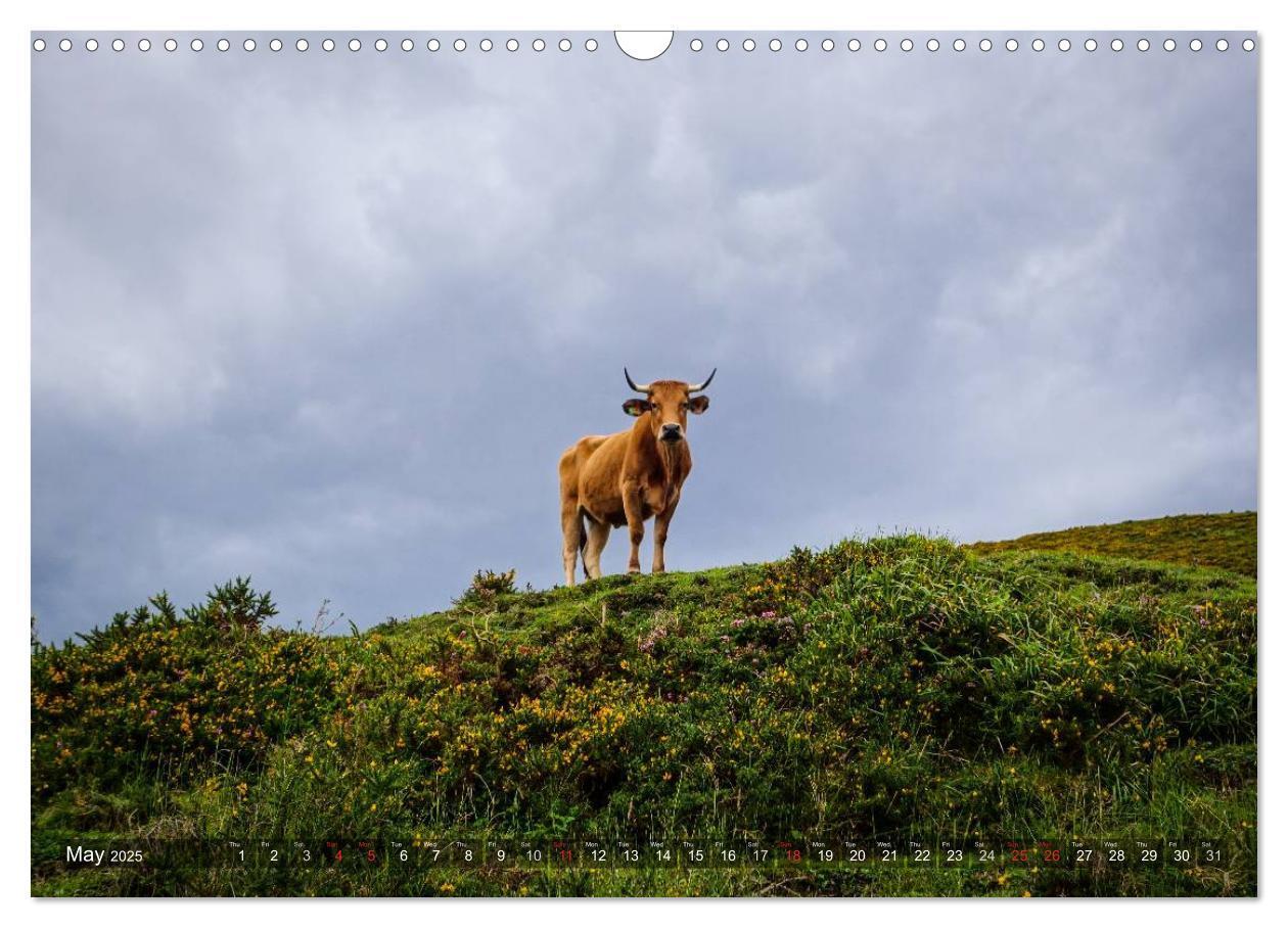 Bild: 9781325965199 | Picos de Europa - In and around the national park (Wall Calendar...