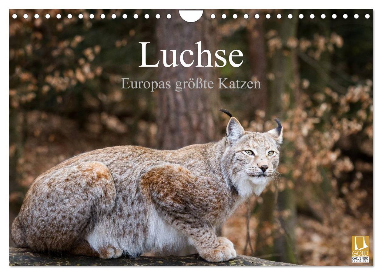 Cover: 9783435606146 | Luchse - Europas größte Katzen (Wandkalender 2025 DIN A4 quer),...