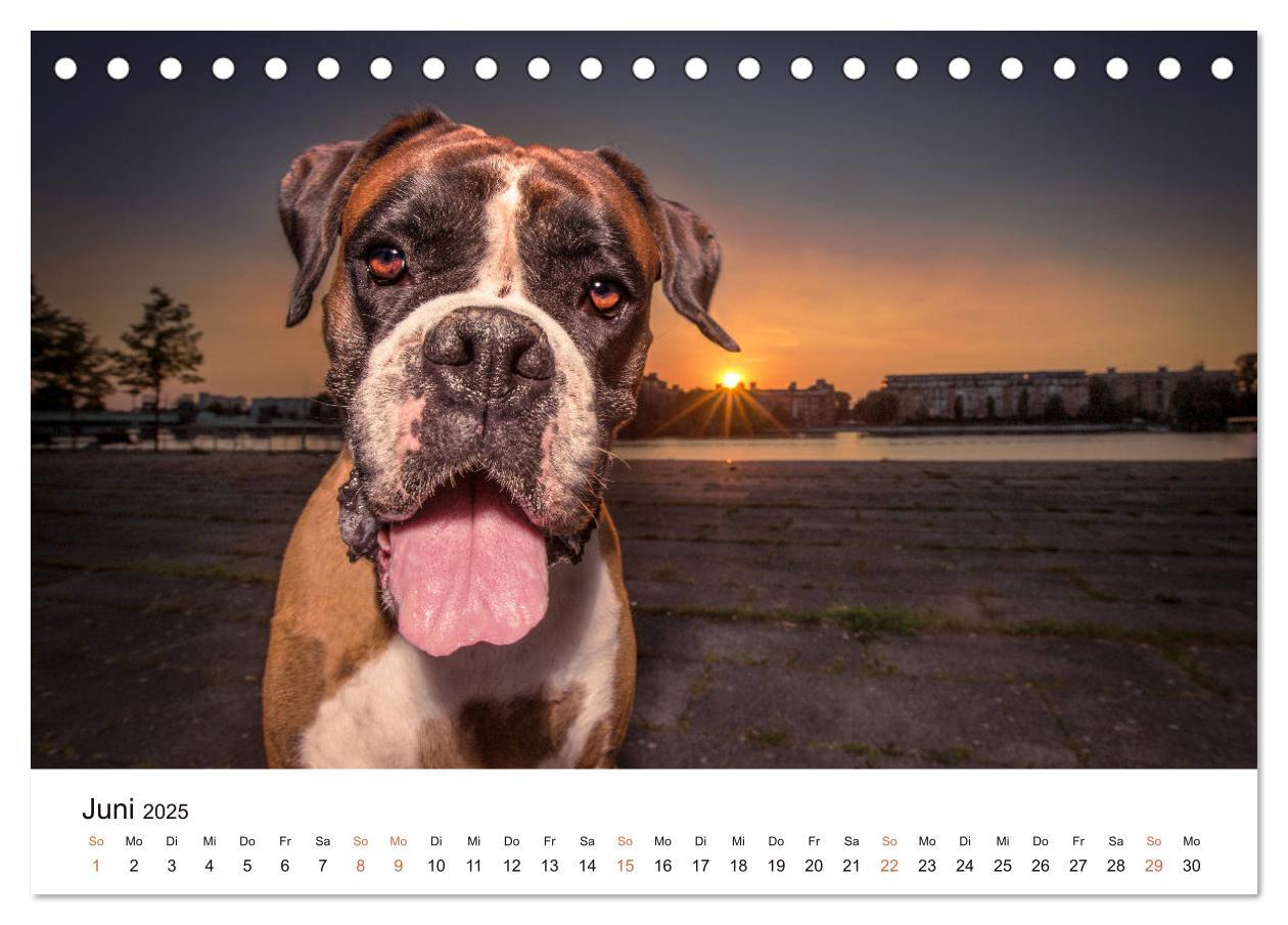 Bild: 9783435159253 | Deutscher Boxer (Tischkalender 2025 DIN A5 quer), CALVENDO...