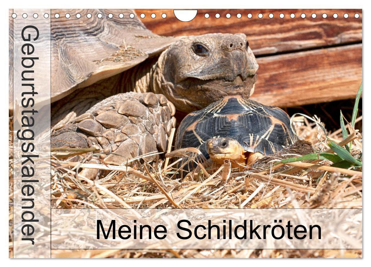 Cover: 9783435131983 | Meine Schildkröten - Geburtstagskalender (Wandkalender 2025 DIN A4...