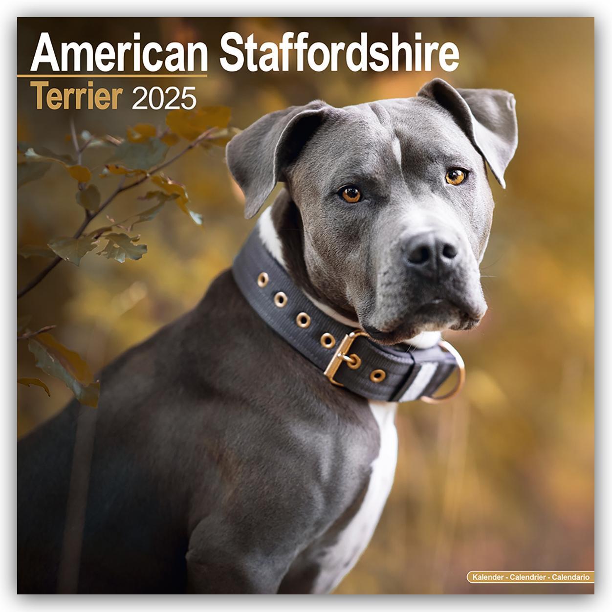 Cover: 9781804603062 | American Staffordshire Terrier 2025 - 16-Monatskalender | Publishing