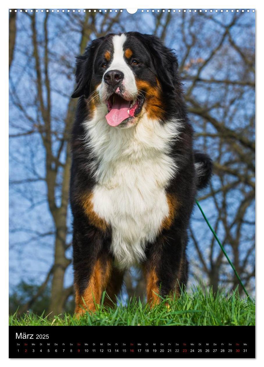 Bild: 9783457055731 | Faszination Berner Sennenhund (Wandkalender 2025 DIN A2 hoch),...