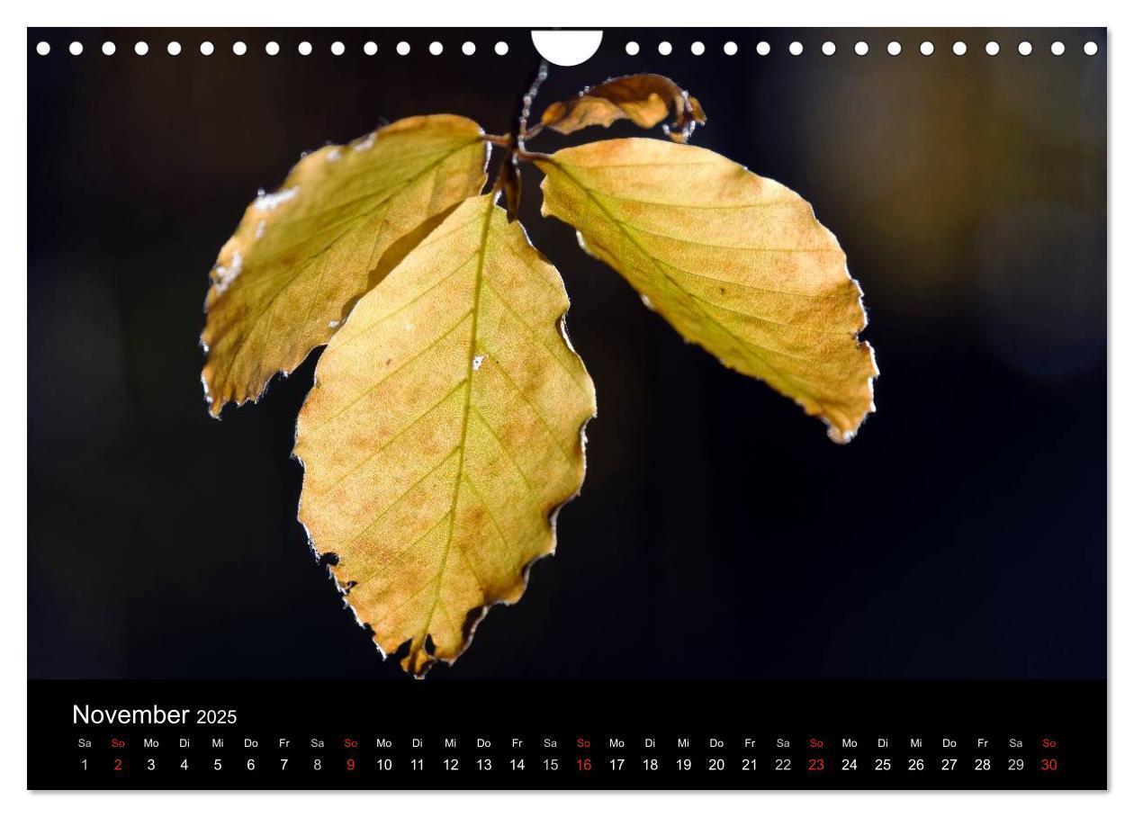 Bild: 9783435537990 | Herbst im Nationalpark Bayerischer Wald (Wandkalender 2025 DIN A4...