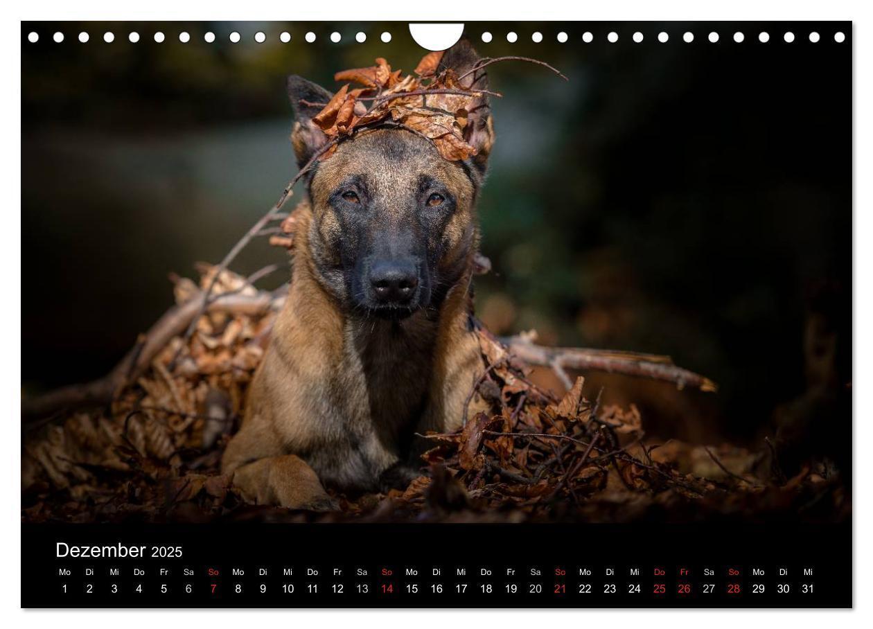 Bild: 9783435643554 | Belgischer Schäferhund - Der Malinois (Wandkalender 2025 DIN A4...