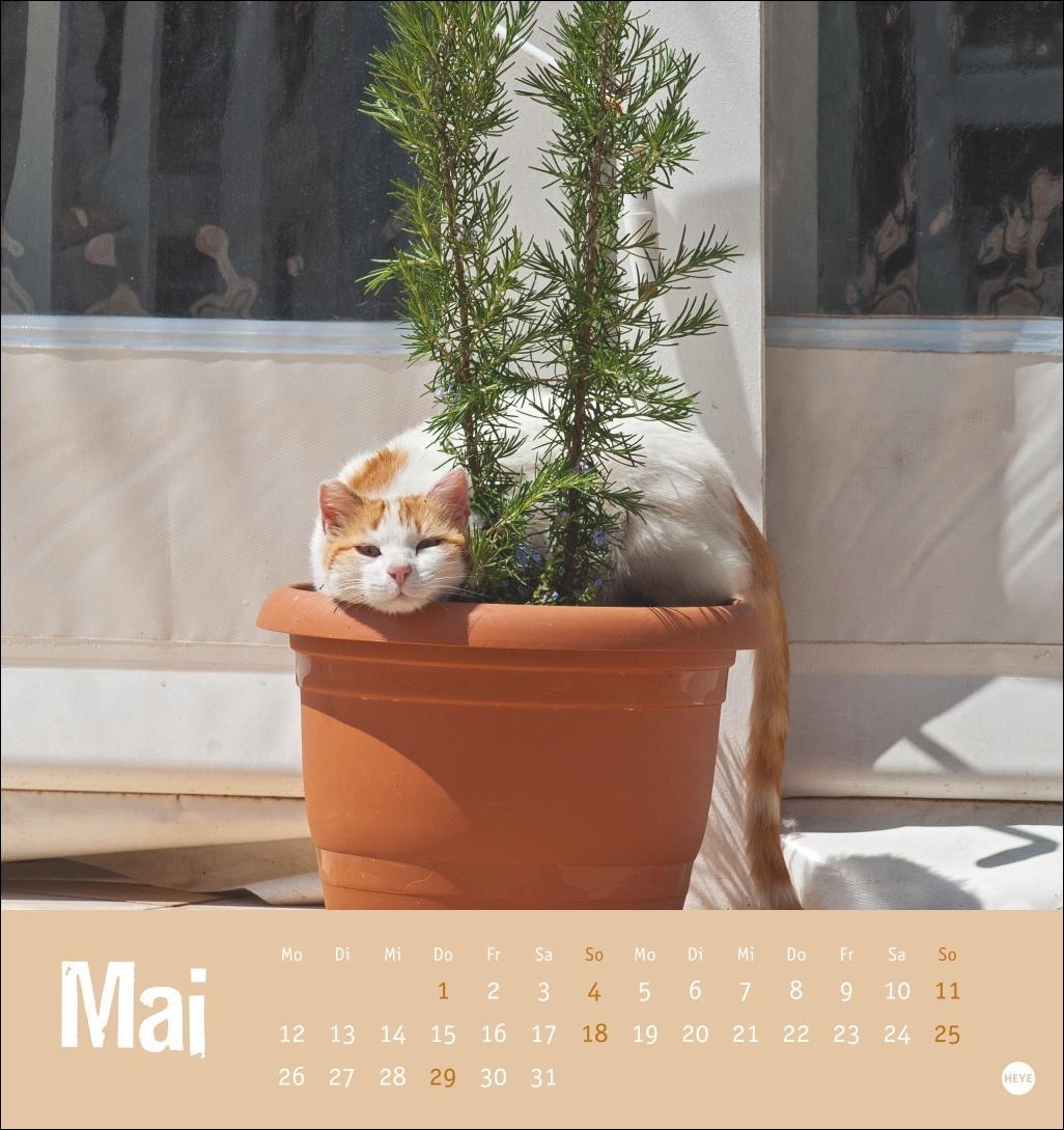 Bild: 9783756407088 | Tierisch entspannte Katzen Postkartenkalender 2025 | Heye | Kalender