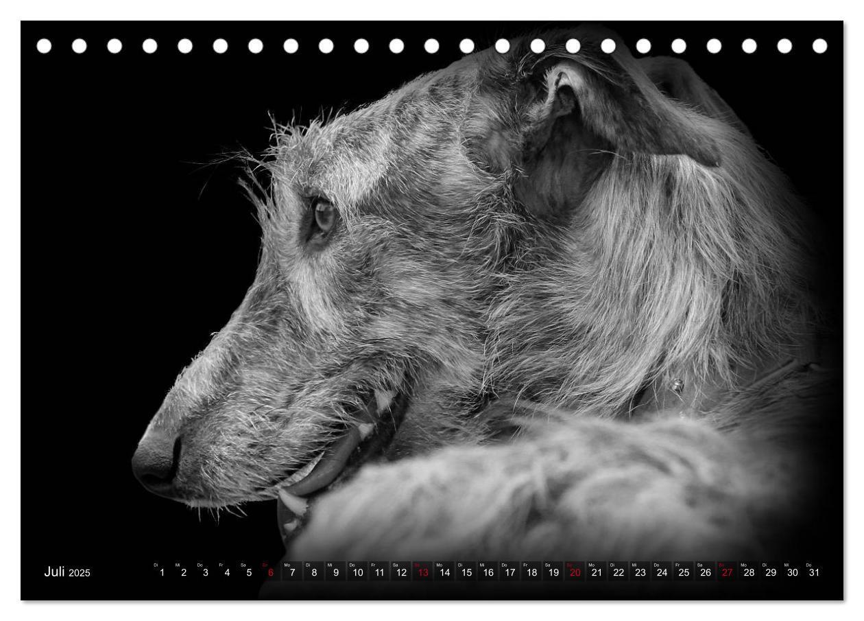 Bild: 9783383824036 | Galgo Español - der spanische Windhund 2025 (Tischkalender 2025 DIN...