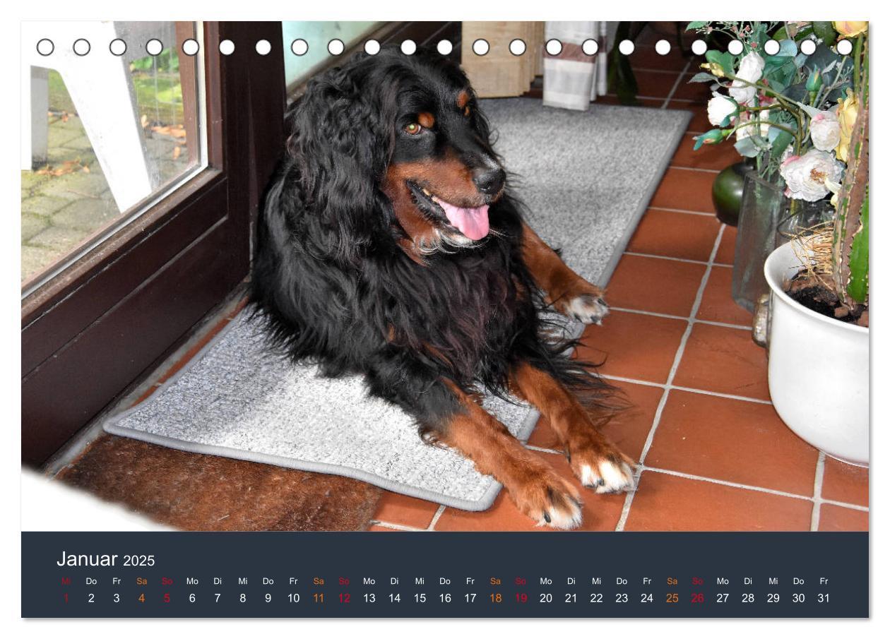 Bild: 9783435149056 | Ein Hovawart, ein Wachhund (Tischkalender 2025 DIN A5 quer),...