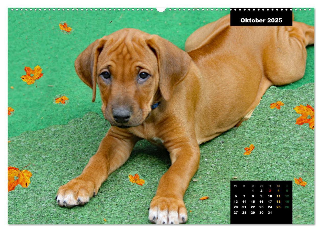 Bild: 9783383939075 | Rhodesian Ridgeback, Charmante Herzensbrecher (Wandkalender 2025...