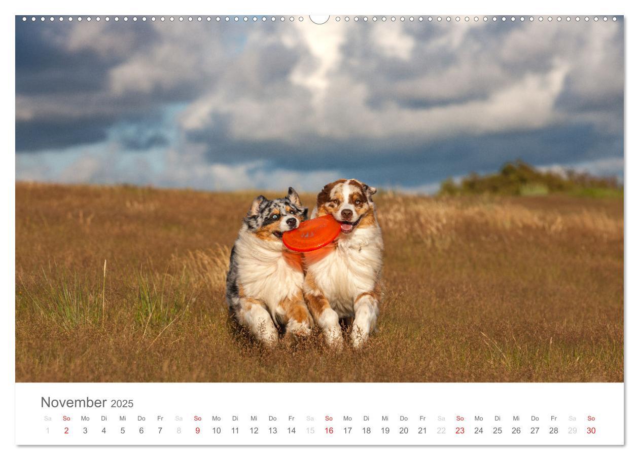 Bild: 9783435672189 | Australian Shepherd 2025 (Wandkalender 2025 DIN A2 quer), CALVENDO...