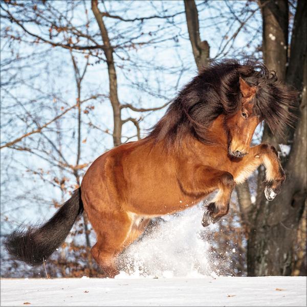 Bild: 9783731876380 | Horses 2025 | Verlag Korsch | Kalender | 13 S. | Deutsch | 2025