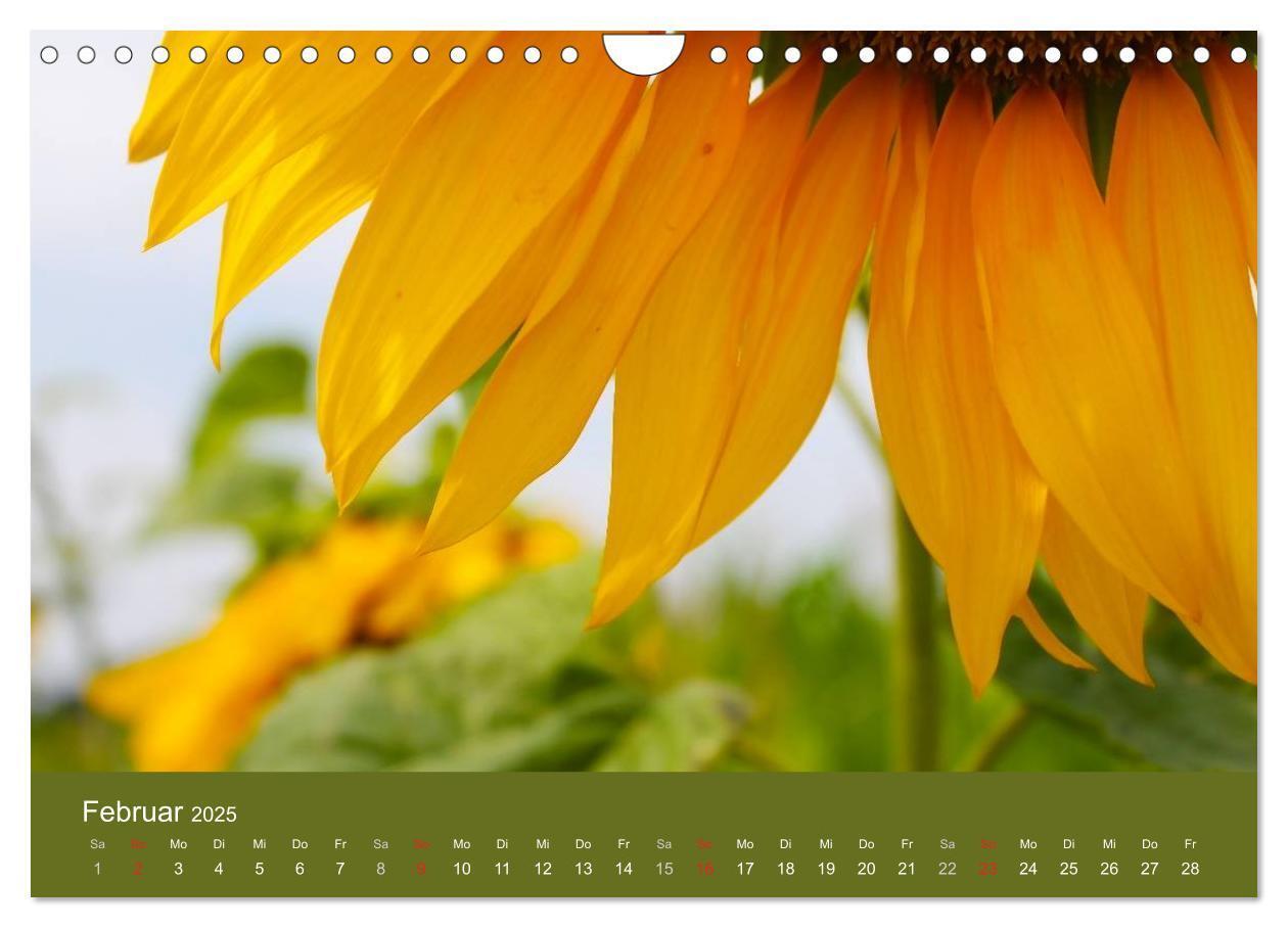 Bild: 9783435800209 | Sonnenblumen - die Blumen der Lebensfreude (Wandkalender 2025 DIN...