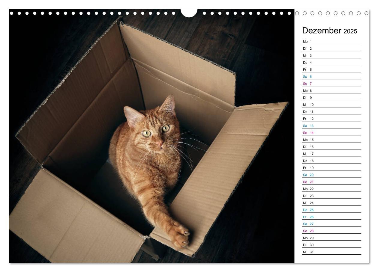 Bild: 9783435205417 | Karton Katzen (Wandkalender 2025 DIN A3 quer), CALVENDO Monatskalender