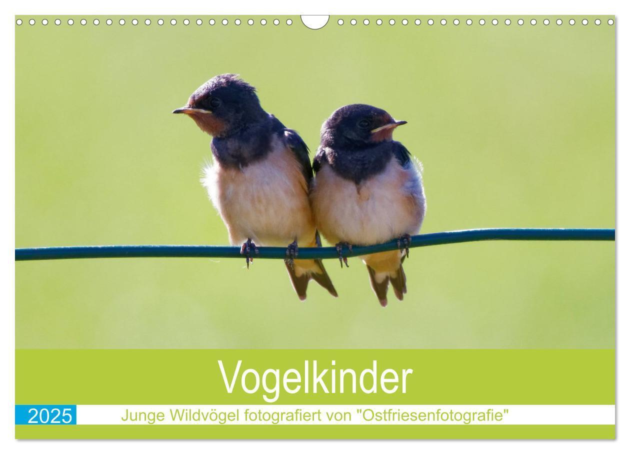 Cover: 9783435028894 | Vogelkinder - Junge Wildvögel (Wandkalender 2025 DIN A3 quer),...