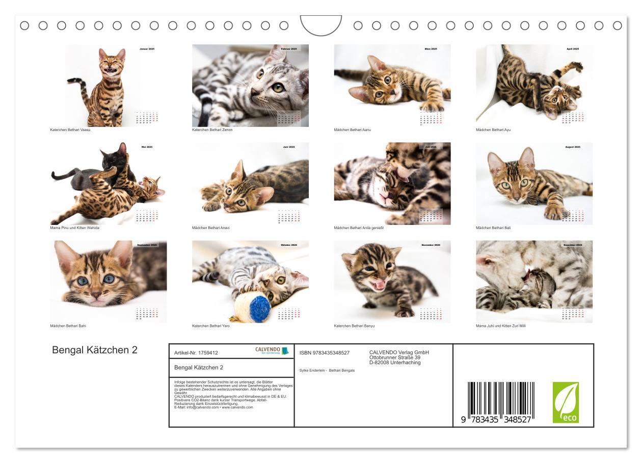 Bild: 9783435348527 | Bengal Kätzchen 2 (Wandkalender 2025 DIN A4 quer), CALVENDO...