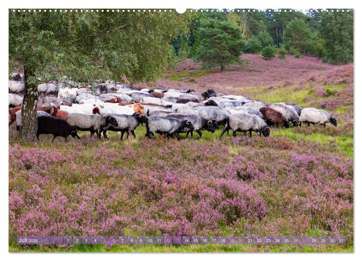 Bild: 9783383831324 | Im Blütenrausch der Lüneburger Heide (Wandkalender 2025 DIN A2...