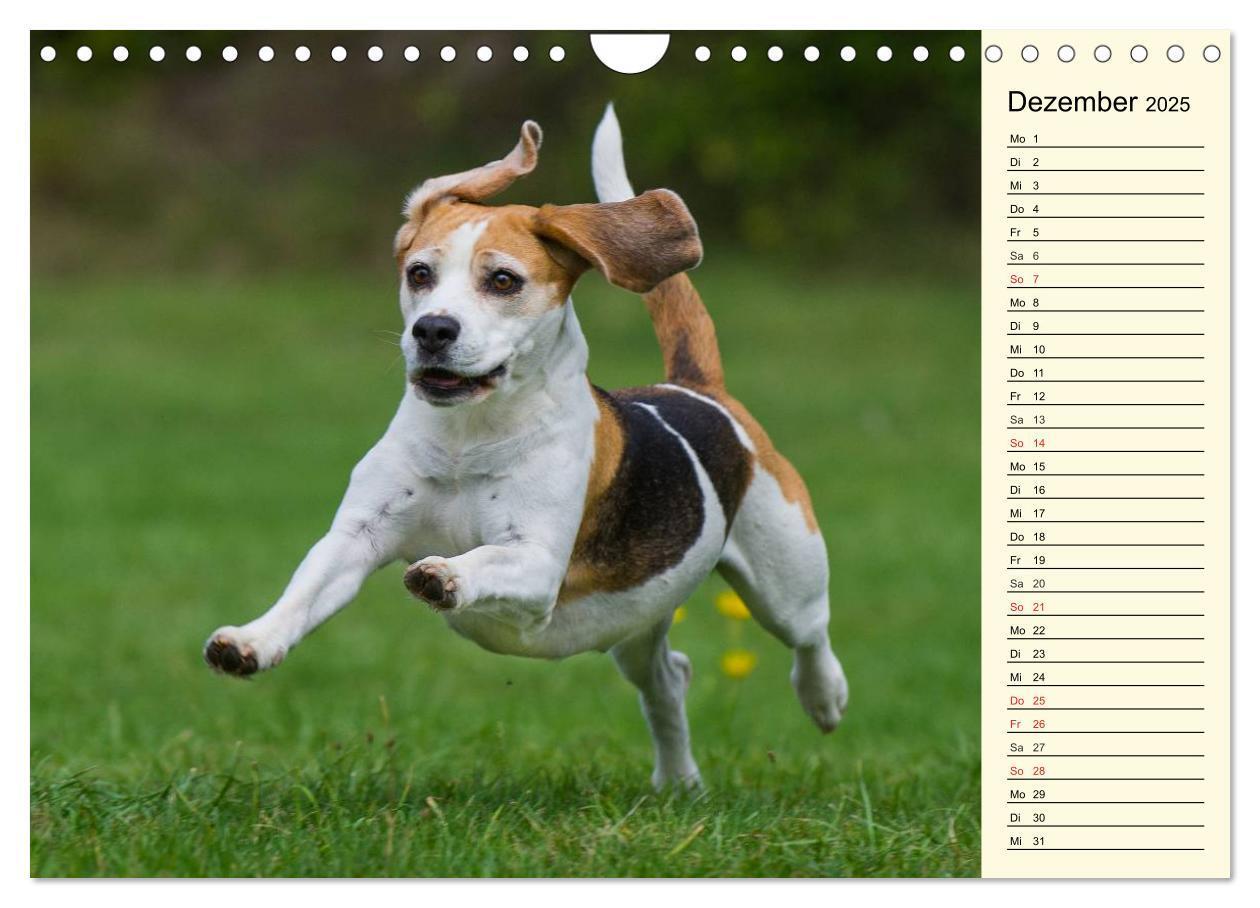 Bild: 9783435541683 | Beagle - Herz auf 4 Pfoten (Wandkalender 2025 DIN A4 quer),...