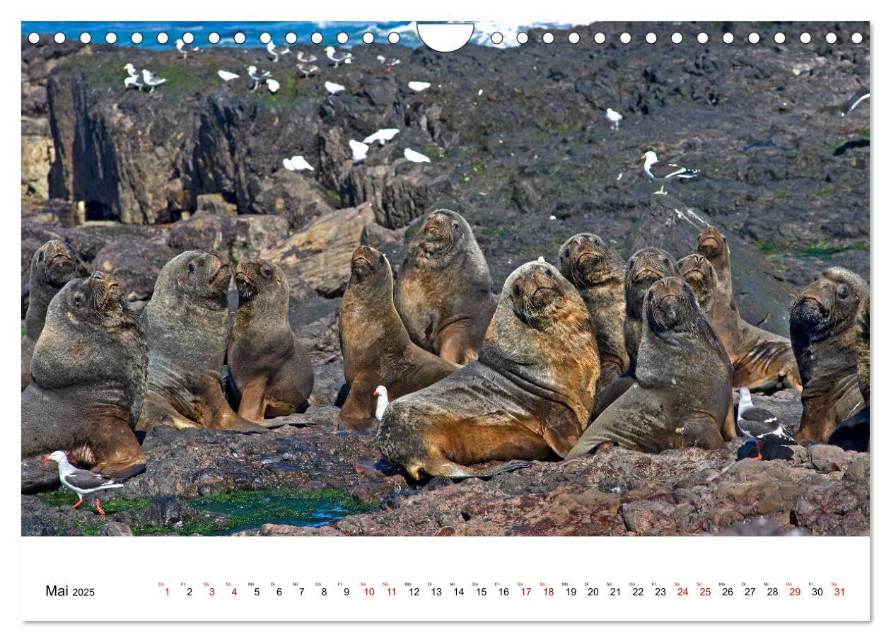 Bild: 9783435458400 | Faszinierendes Patagonien (Wandkalender 2025 DIN A4 quer), CALVENDO...