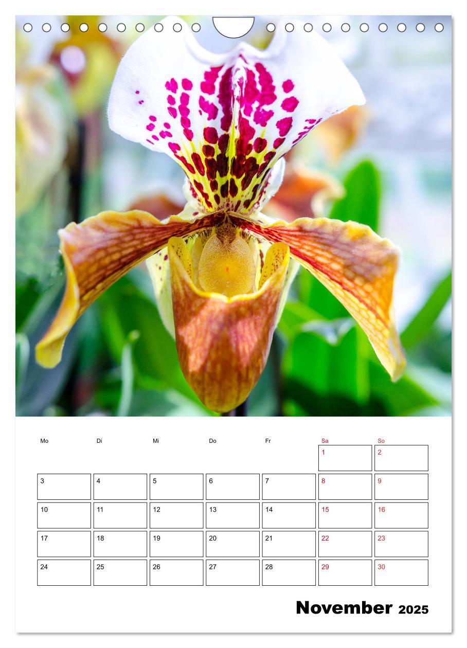 Bild: 9783435977833 | Orchideen - Tropische Schönheiten (Wandkalender 2025 DIN A4 hoch),...