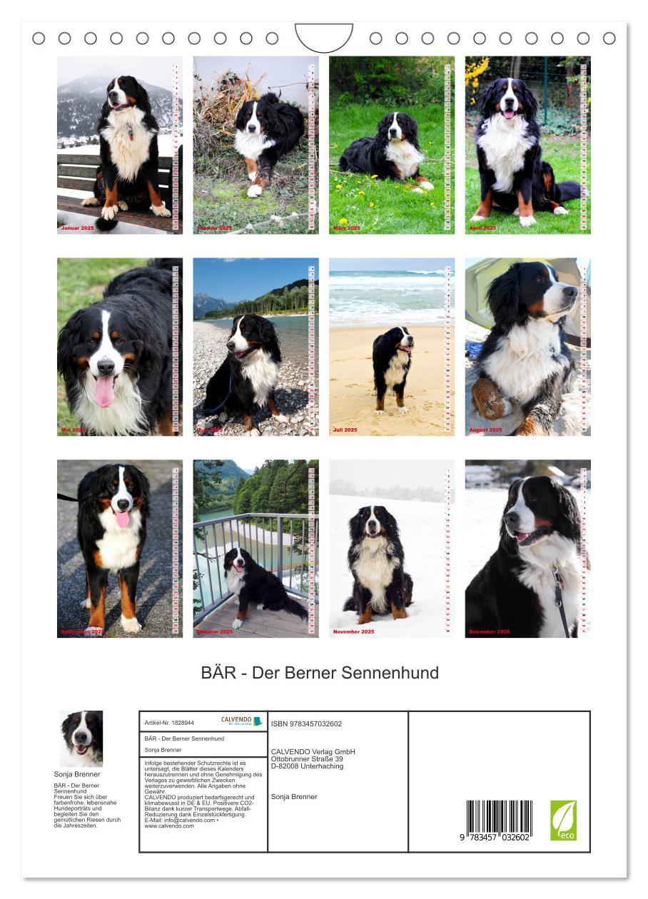 Bild: 9783457032602 | BÄR - Der Berner Sennenhund (Wandkalender 2025 DIN A4 hoch),...