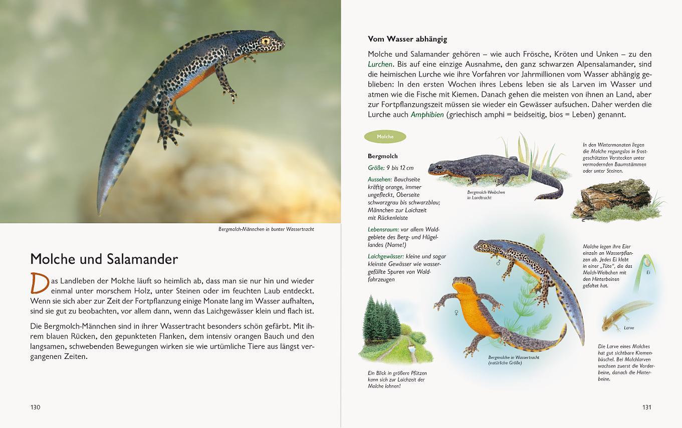 Bild: 9783981548570 | Wawra's Naturbuch, Band 1: Säugetiere, Vögel, Reptilien, Amphibien