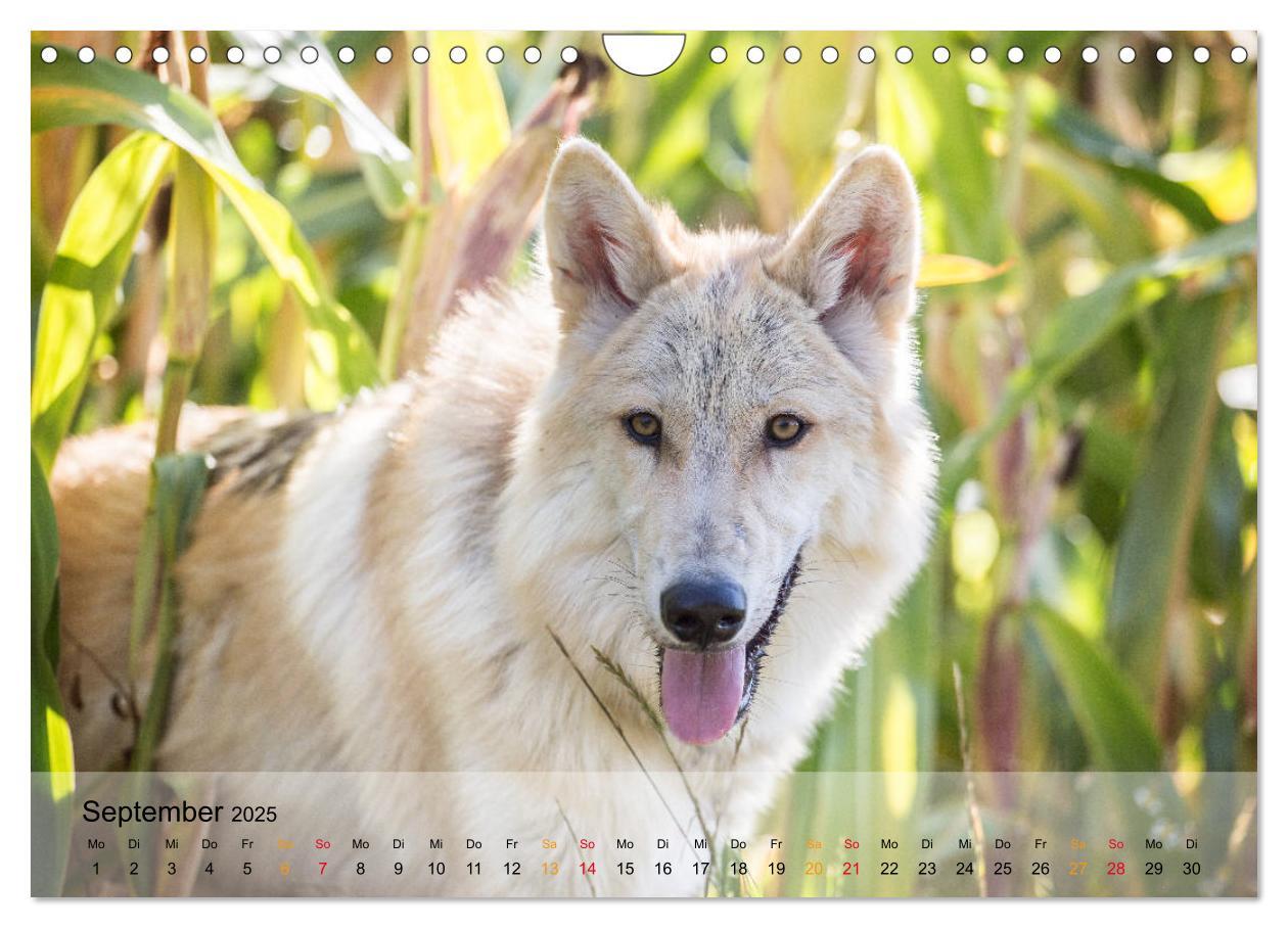 Bild: 9783435422081 | Wolfshunde 2025 (Wandkalender 2025 DIN A4 quer), CALVENDO...