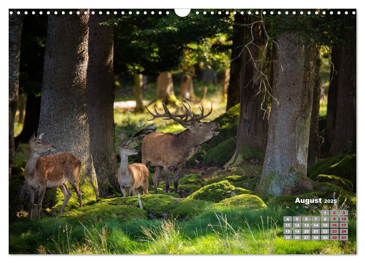 Bild: 9783435003877 | Krafttier Hirsch (Wandkalender 2025 DIN A3 quer), CALVENDO...