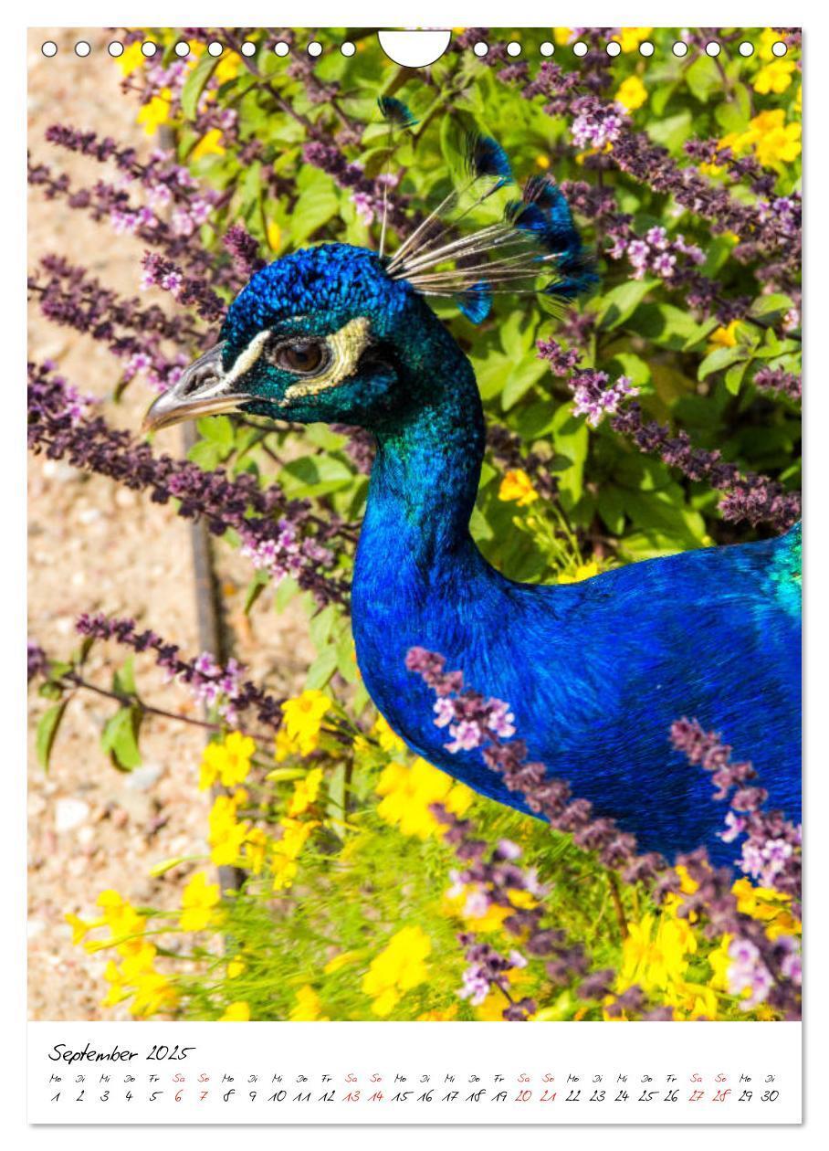 Bild: 9783435968855 | Tierwelten - aus dem ältesten Tiergarten der Welt (Wandkalender...