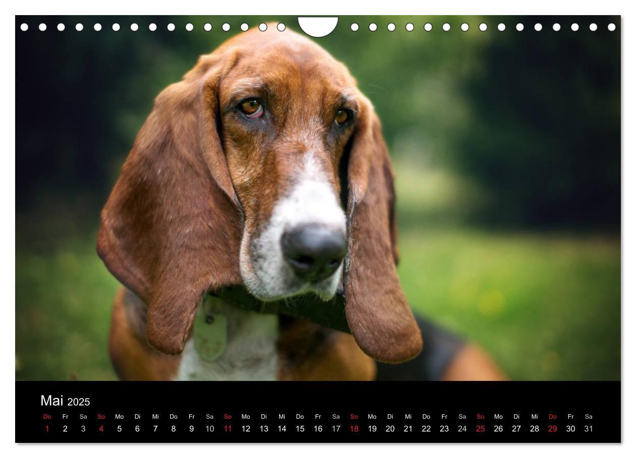 Bild: 9783457183274 | Der Basset, eine LANGE und besondere Liebe (Wandkalender 2025 DIN...