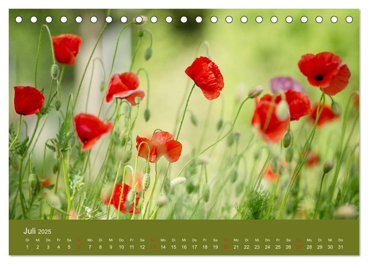 Bild: 9783435121458 | Mohnblumen Romantik (Tischkalender 2025 DIN A5 quer), CALVENDO...