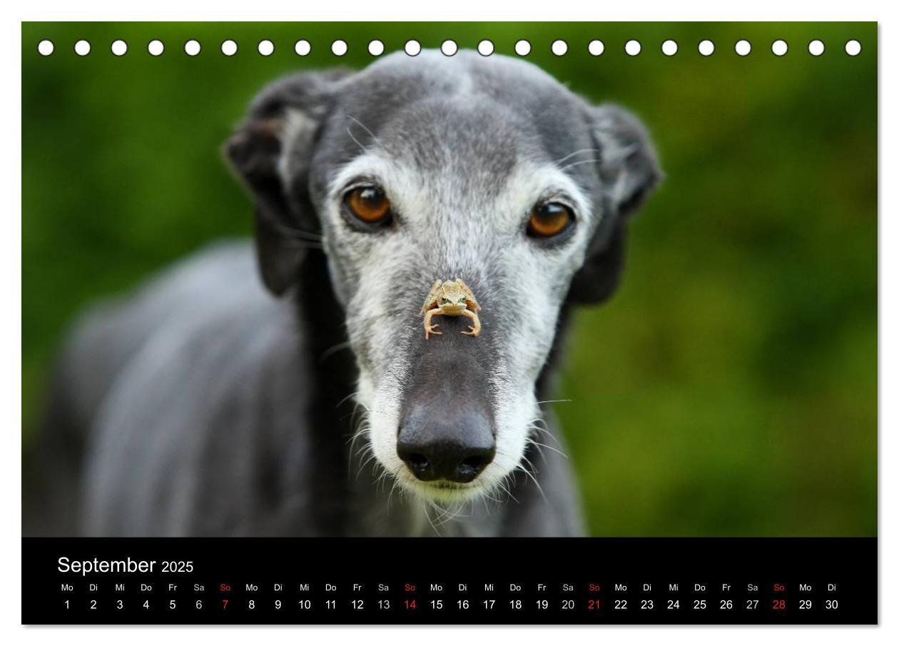 Bild: 9783435773718 | Der Windhundekalender (Tischkalender 2025 DIN A5 quer), CALVENDO...