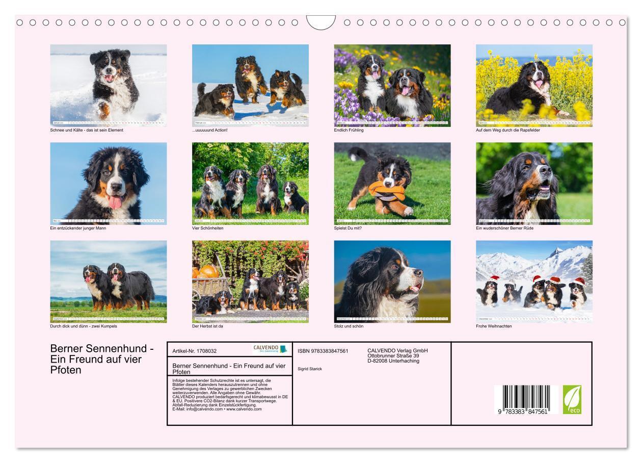 Bild: 9783383847561 | Berner Sennenhund - Ein Freund auf vier Pfoten (Wandkalender 2025...