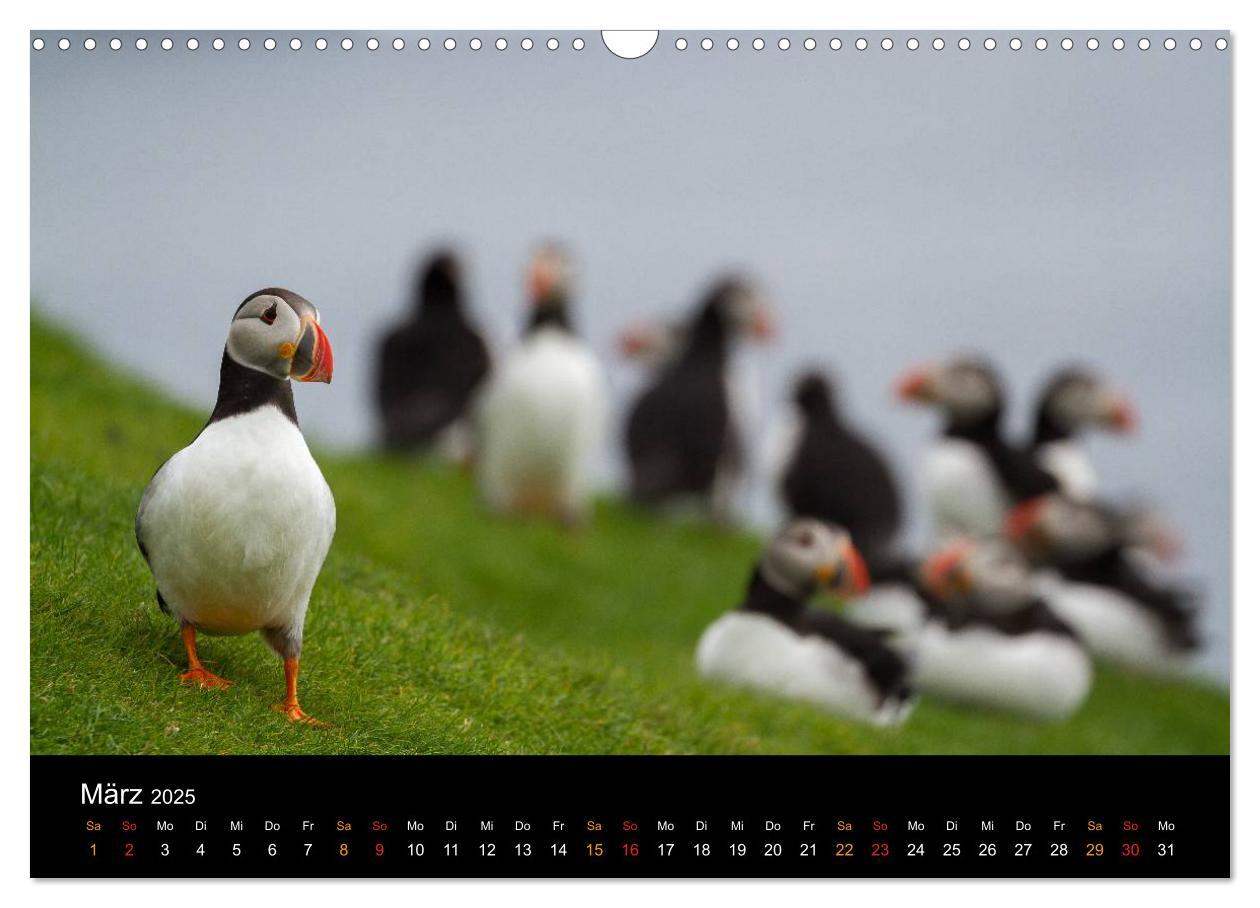 Bild: 9783435584512 | Welt der Papageitaucher (Wandkalender 2025 DIN A3 quer), CALVENDO...