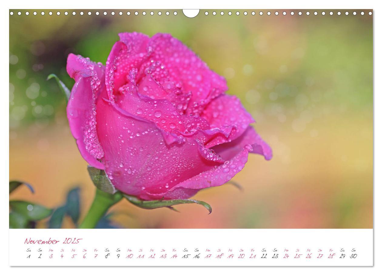 Bild: 9783435212743 | Blütenträume in violett und pink (Wandkalender 2025 DIN A3 quer),...