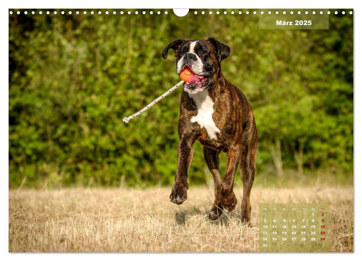 Bild: 9783435179558 | Einmal Boxer - immer Boxer (Wandkalender 2025 DIN A3 quer),...