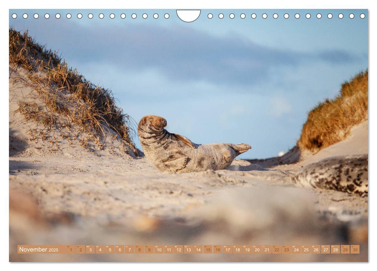 Bild: 9783435252442 | Kegelrobben - Die Kegelrobben von Helgoland (Wandkalender 2025 DIN...