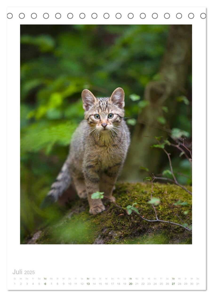 Bild: 9783435953240 | Wildkatzen - Kleine Samtpfoten des Waldes (Tischkalender 2025 DIN...