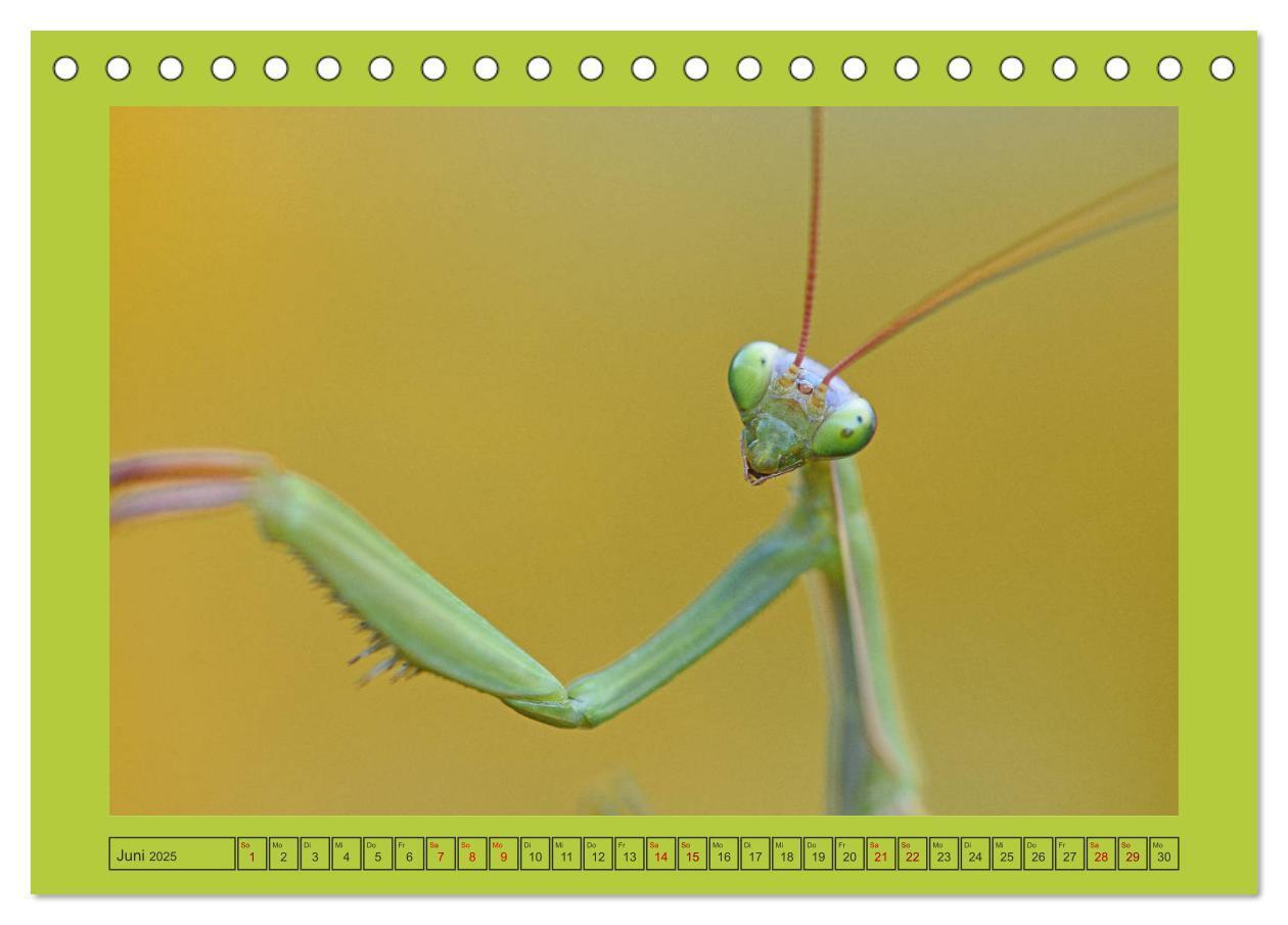 Bild: 9783435149483 | Die Gottesanbeterin Mantis Religiosa (Tischkalender 2025 DIN A5...