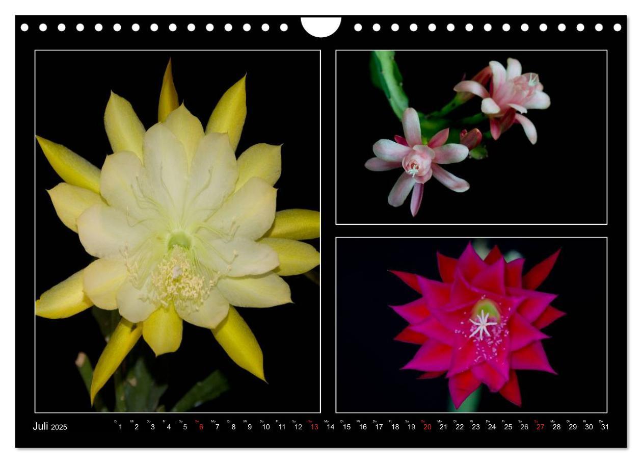 Bild: 9783435637171 | Epiphyllum-Hybriden (Wandkalender 2025 DIN A4 quer), CALVENDO...