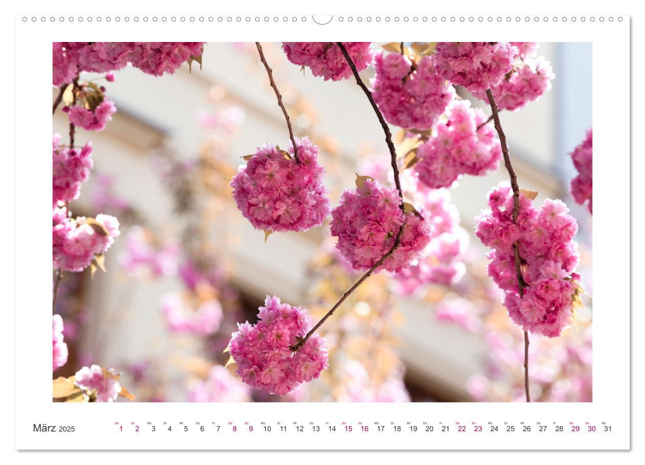 Bild: 9783457127919 | Japanische Kirschblüte in Bonn (Wandkalender 2025 DIN A2 quer),...