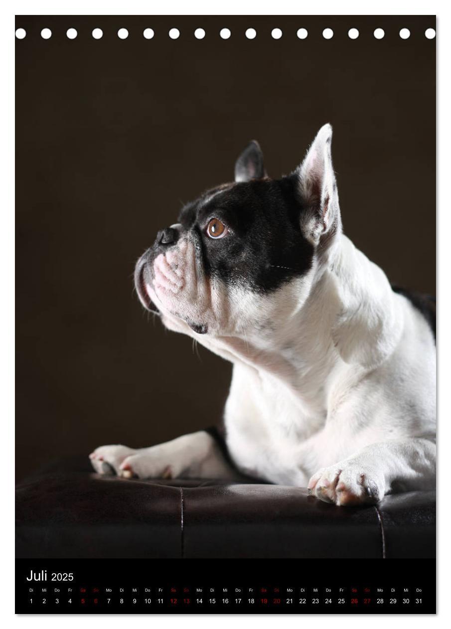 Bild: 9783435999040 | Bullys mit Charme - Französische Bulldoggen im Portrait...