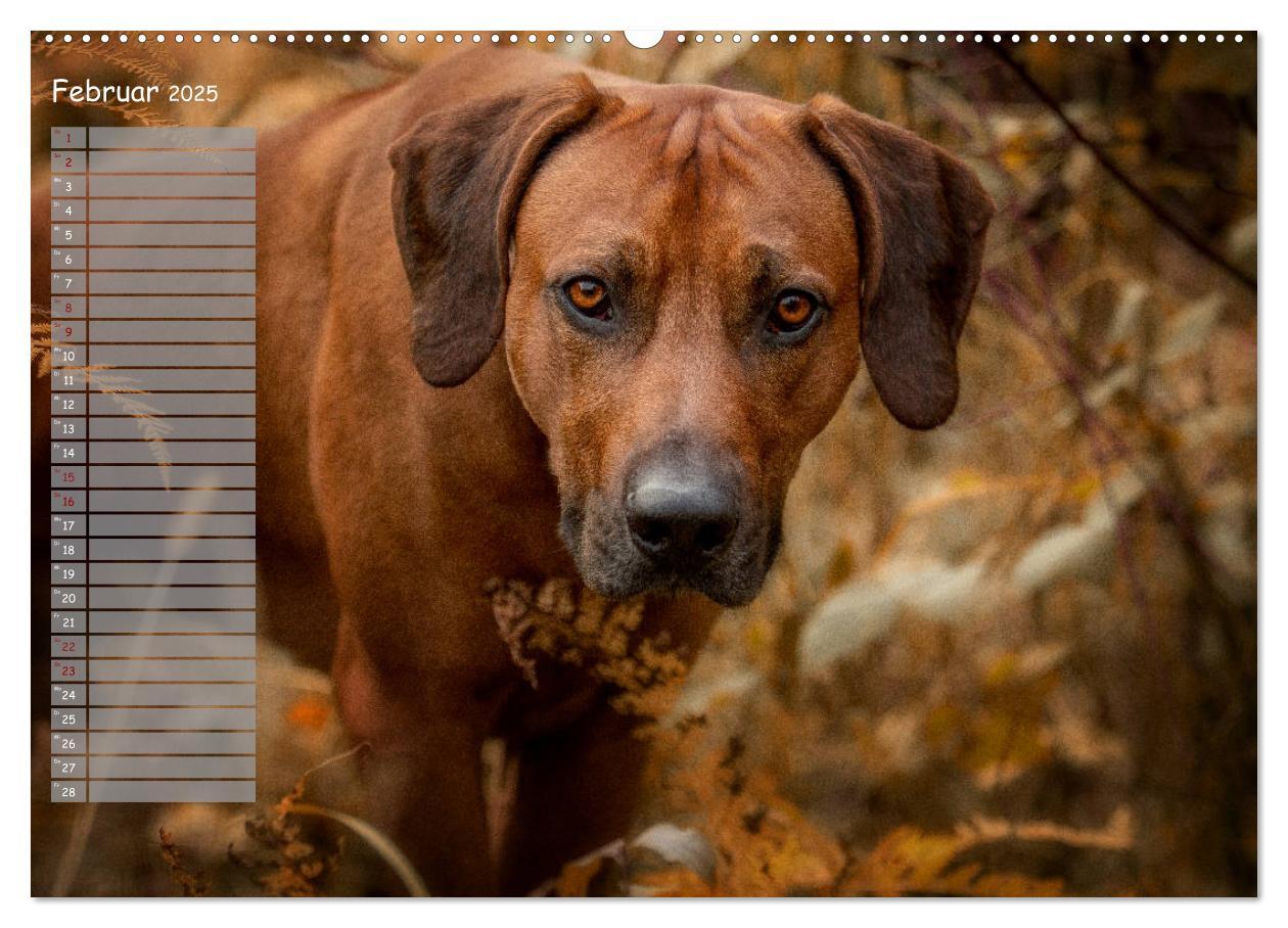 Bild: 9783435352449 | Rhodesian Ridgeback - Herzen auf vier Pfoten (hochwertiger Premium...