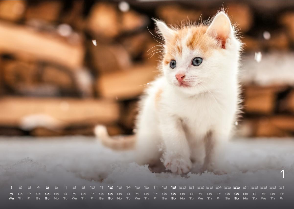 Bild: 9783986733889 | Miau Kids - kleine Tiger ganz groß - Der Katzenkalender - 2025 -...