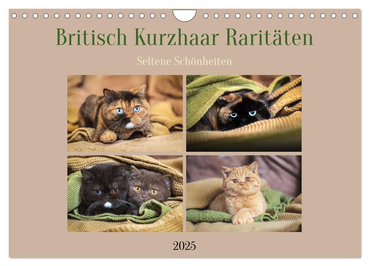 Cover: 9783457197172 | Britisch Kurzhaar Raritäten - seltene Schönheiten (Wandkalender...