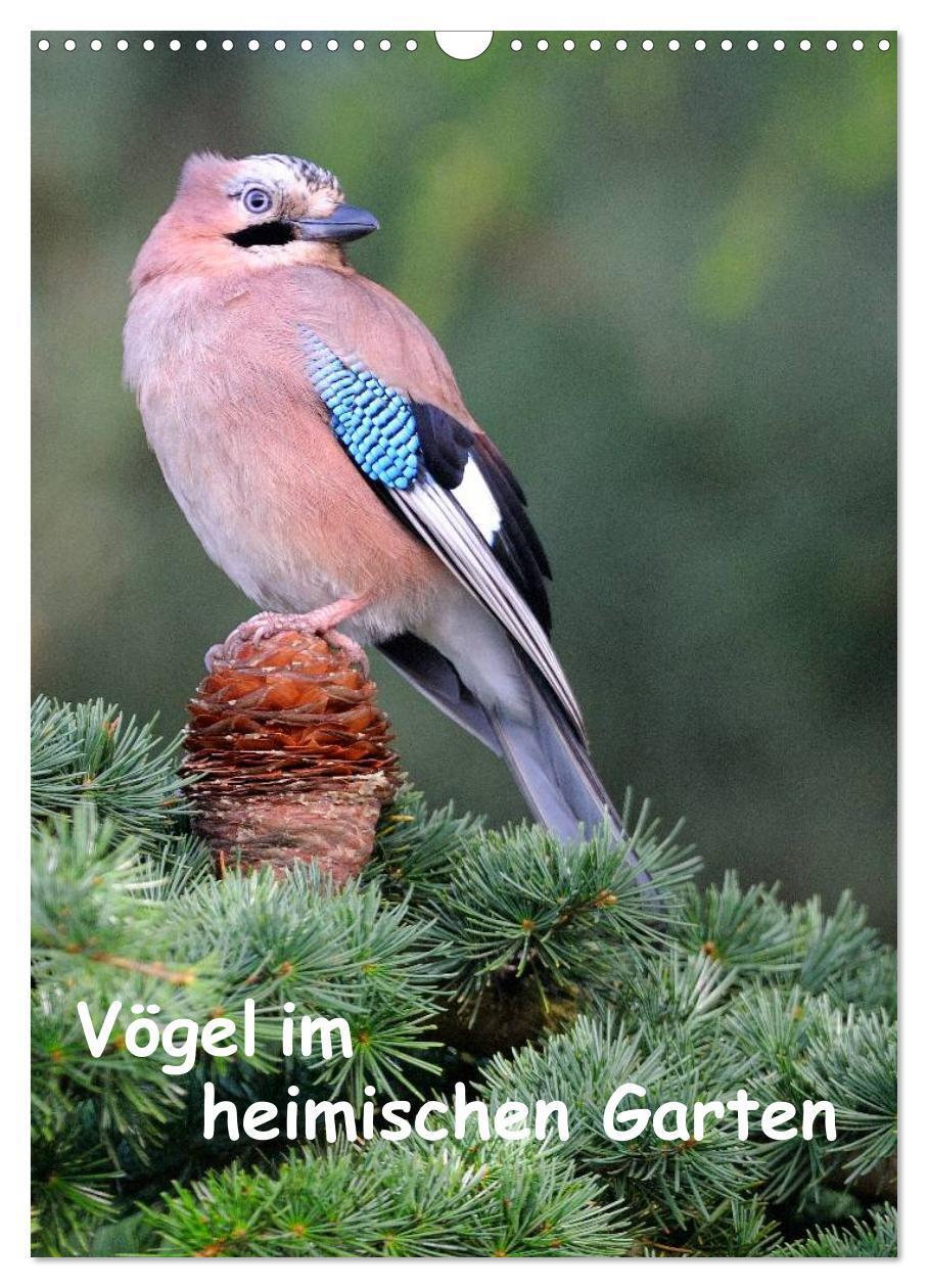 Cover: 9783457043295 | Vögel im heimischen Garten (Wandkalender 2025 DIN A3 hoch),...