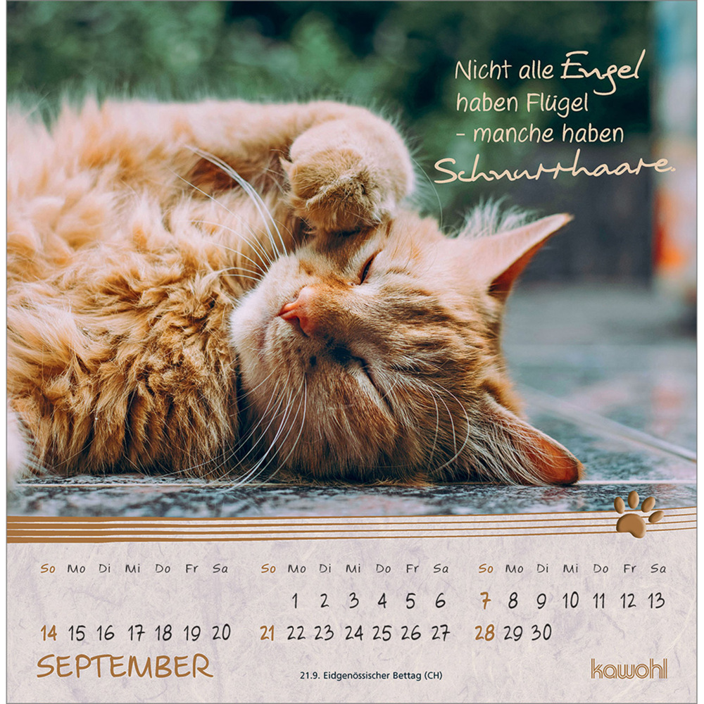 Bild: 9783754816950 | Kleine Katzen-Tatzen 2025 | Postkarten-Kalender | Kalender | 13 S.