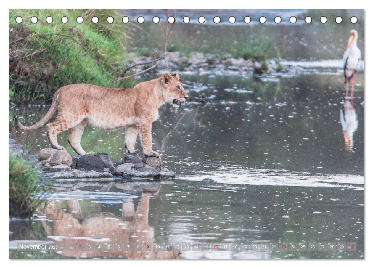 Bild: 9783435717125 | Löwen - Raubkatzen Afrikas (Tischkalender 2025 DIN A5 quer),...