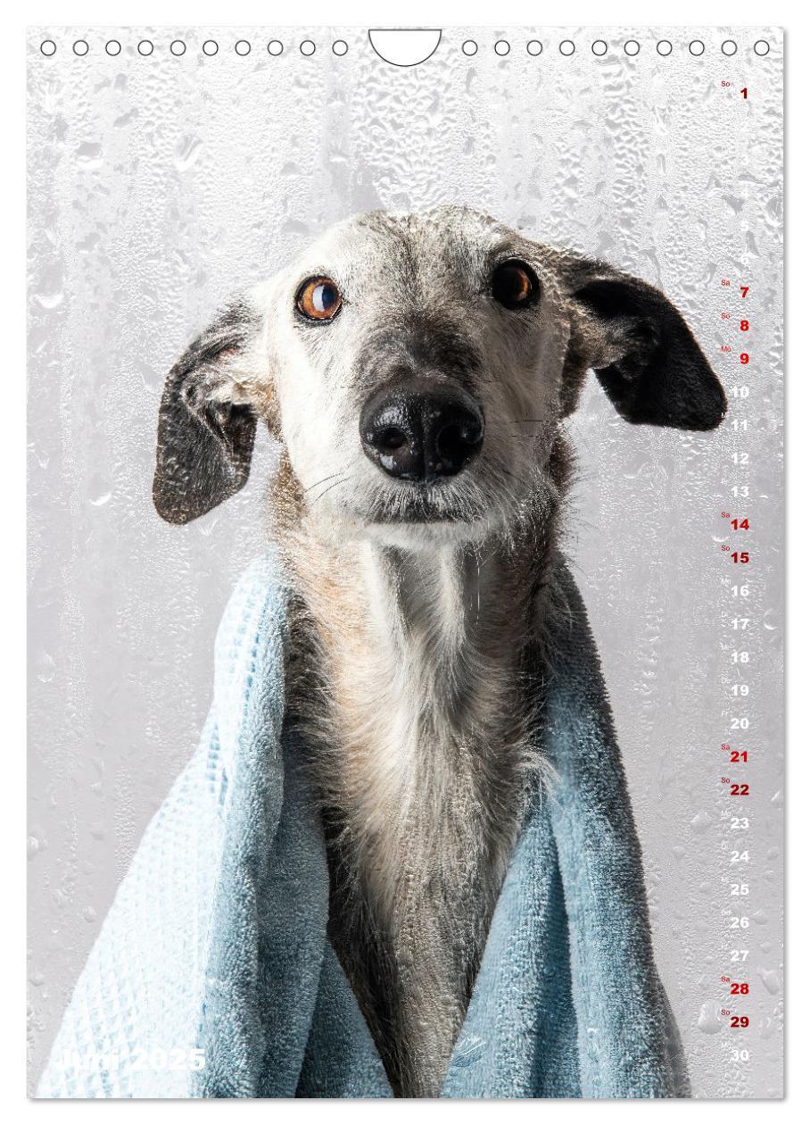 Bild: 9783457230862 | dogmuse deluxe (Wandkalender 2025 DIN A4 hoch), CALVENDO...