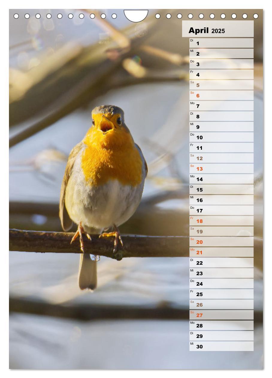 Bild: 9783435881208 | Niedliche Rotkehlchen (Wandkalender 2025 DIN A4 hoch), CALVENDO...